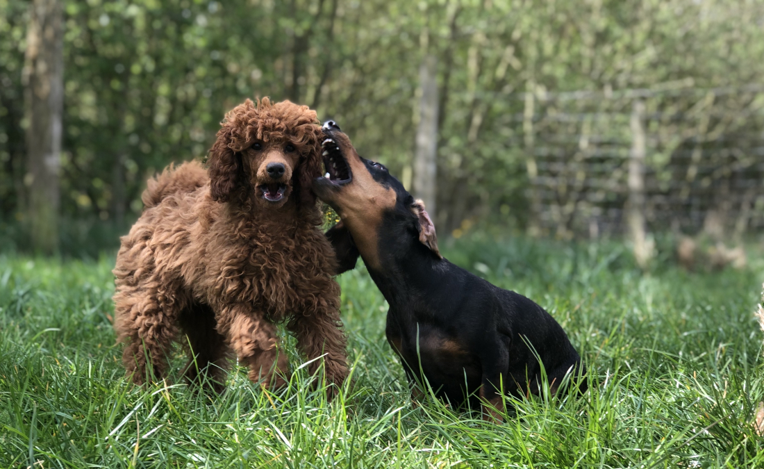 Train & Talk Kleinhunde